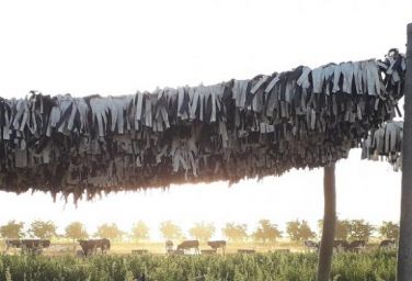 En verano, con calor y barro, baja 30% la producción de leche