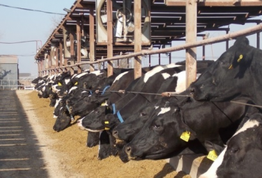 Consejos para prevenir el estrés calórico en los rodeos bovinos