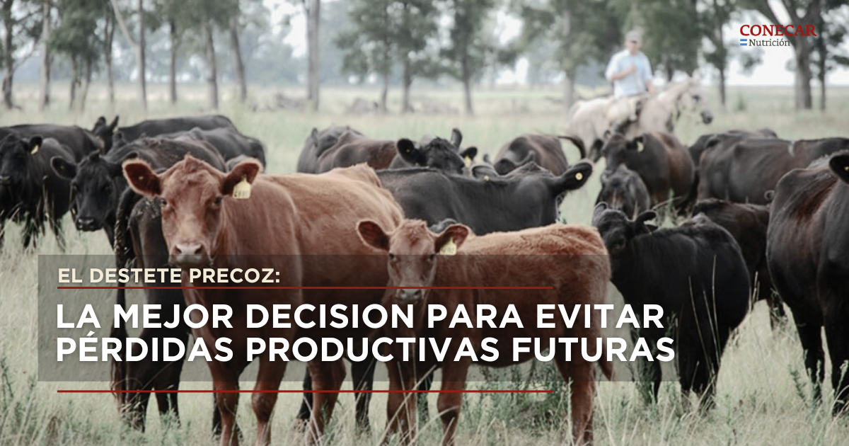 El destete precoz: la mejor decision para evitar pérdidas productivas futuras