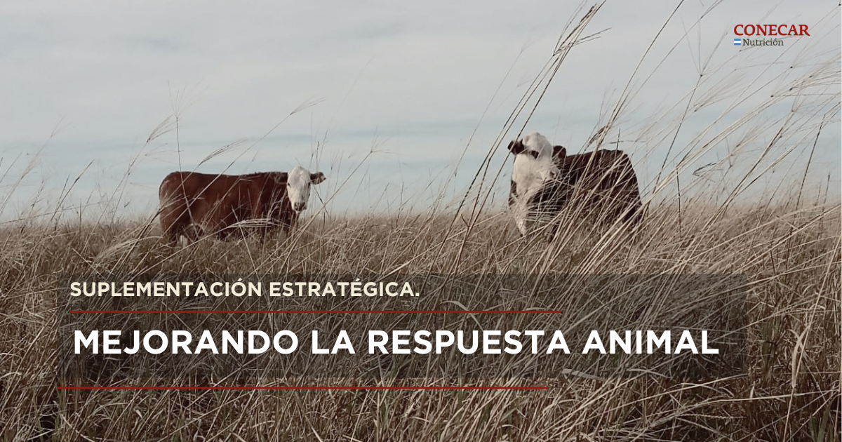 Suplementacion estrategica Mejorando la respuesta animal