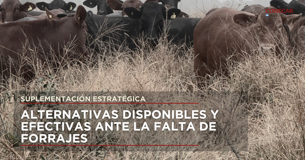 Suplementacion estrategica