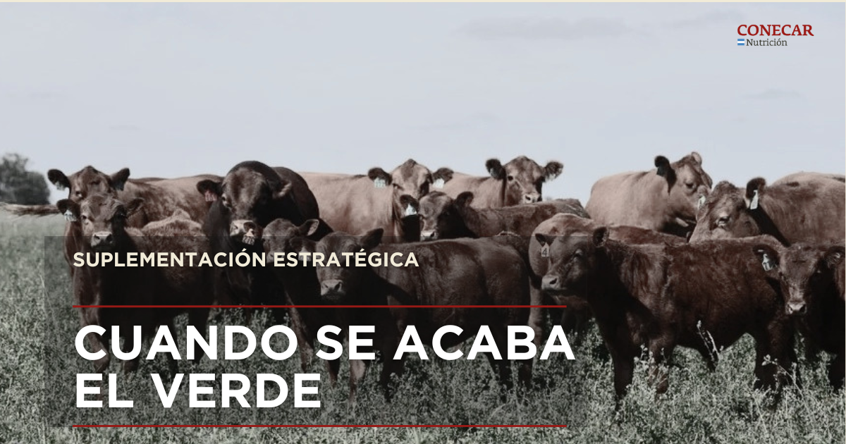 suplementacion estrategica conecar
