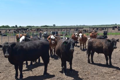 Adaptarse a los cambios para no morir en el intento- Por: Roberto Guercetti – Conecar. Nutrición Animal Adaptarse a los cambios para no morir en el intento- Por: Roberto Guercetti – Conecar. Nutrición Animal
