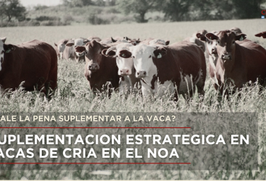 Suplementacion estrategica en vacas de cria en el noa