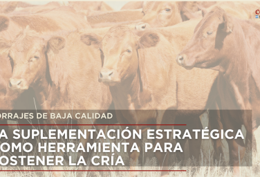 Forrajes de baja calidad: la suplementación estratégica como herramienta para sostener la cría en el norte argentino